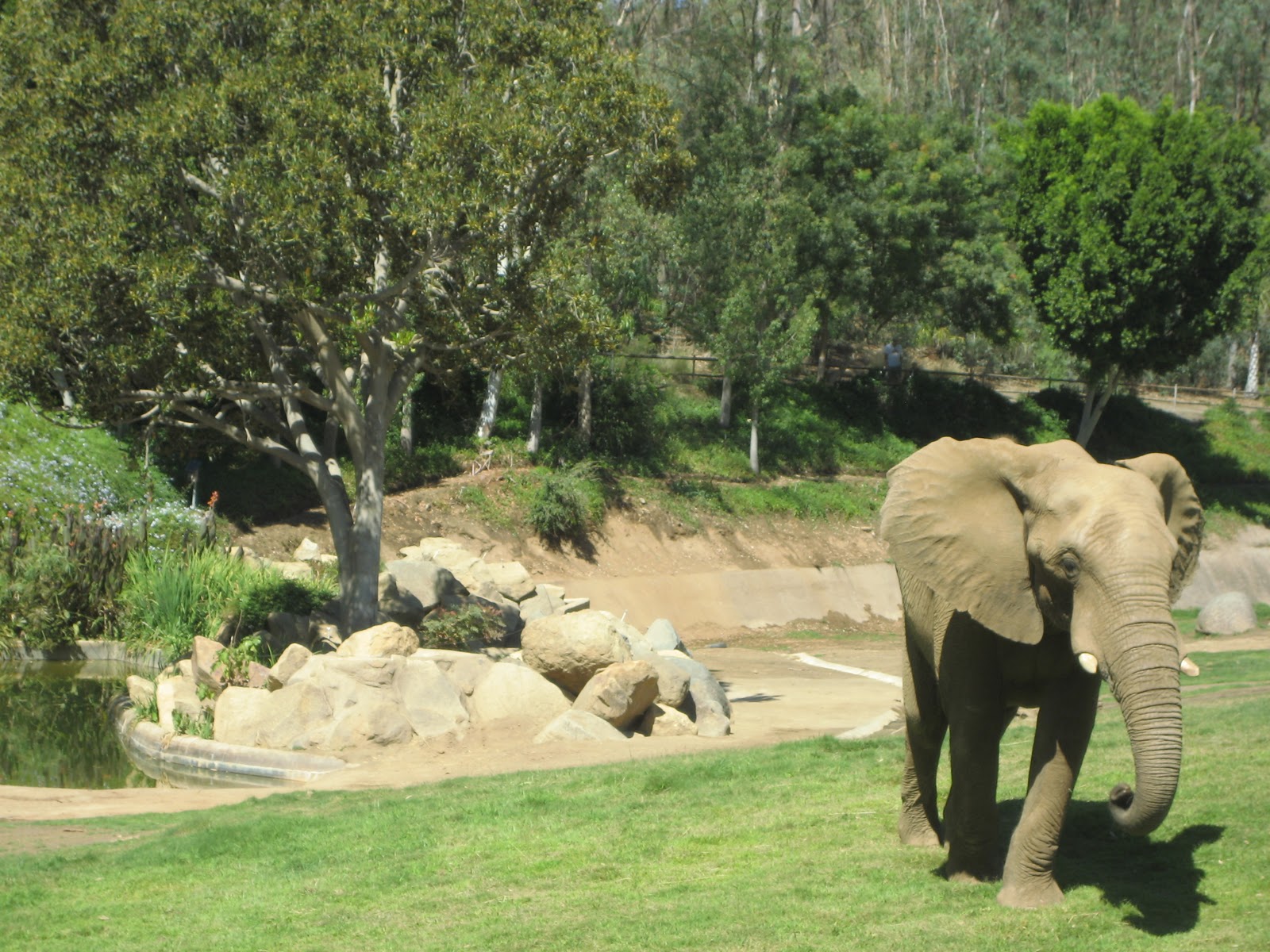 Sitting in a Tree Staycation at The Wild Animal Park