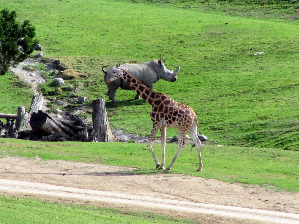 Kartik's Travel Blog San Diego Wild Animal Park
