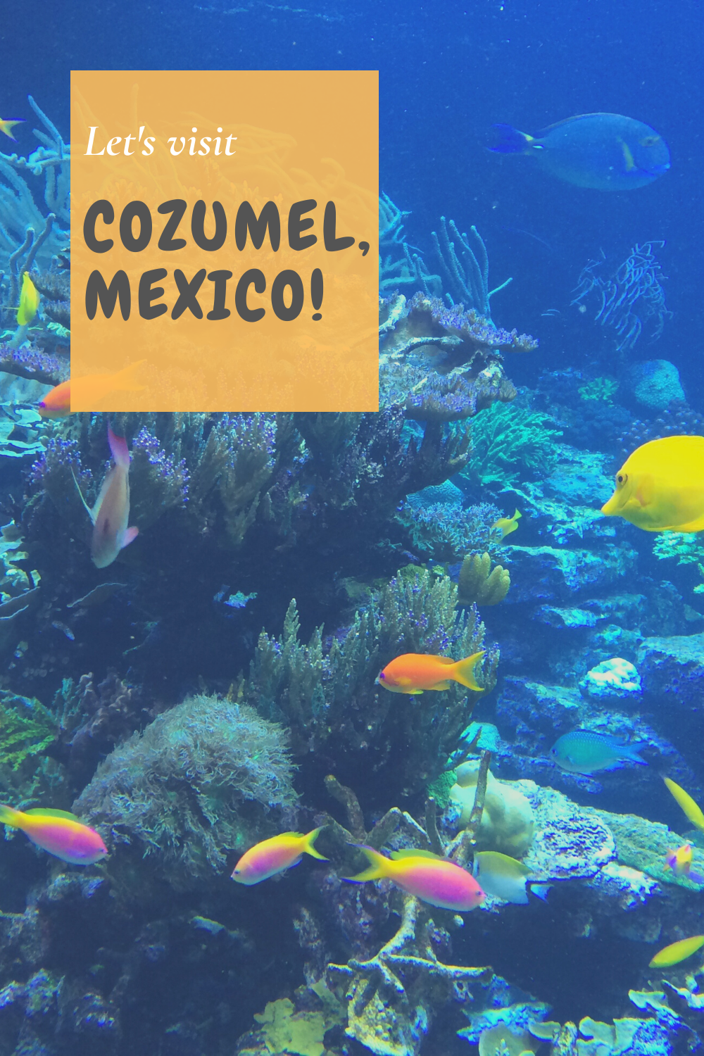 Trips with Angie Blog Virtual Vacation Cozumel, Mexico